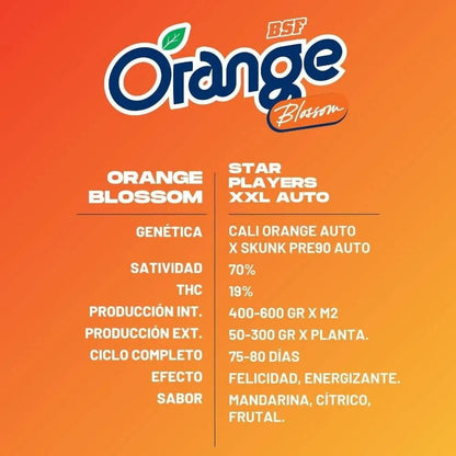 Orange Blossom XXL Autoflowering Seeds - 2 Stück - Hochwertige Genetik - cannadelic