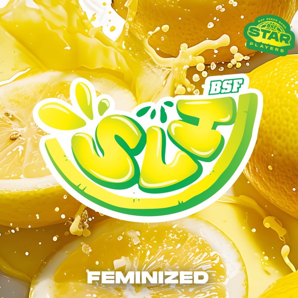 Super Lemon Haze Feminisiert - Hochpotente Cannabis Samen 2 Stk. - cannadelic