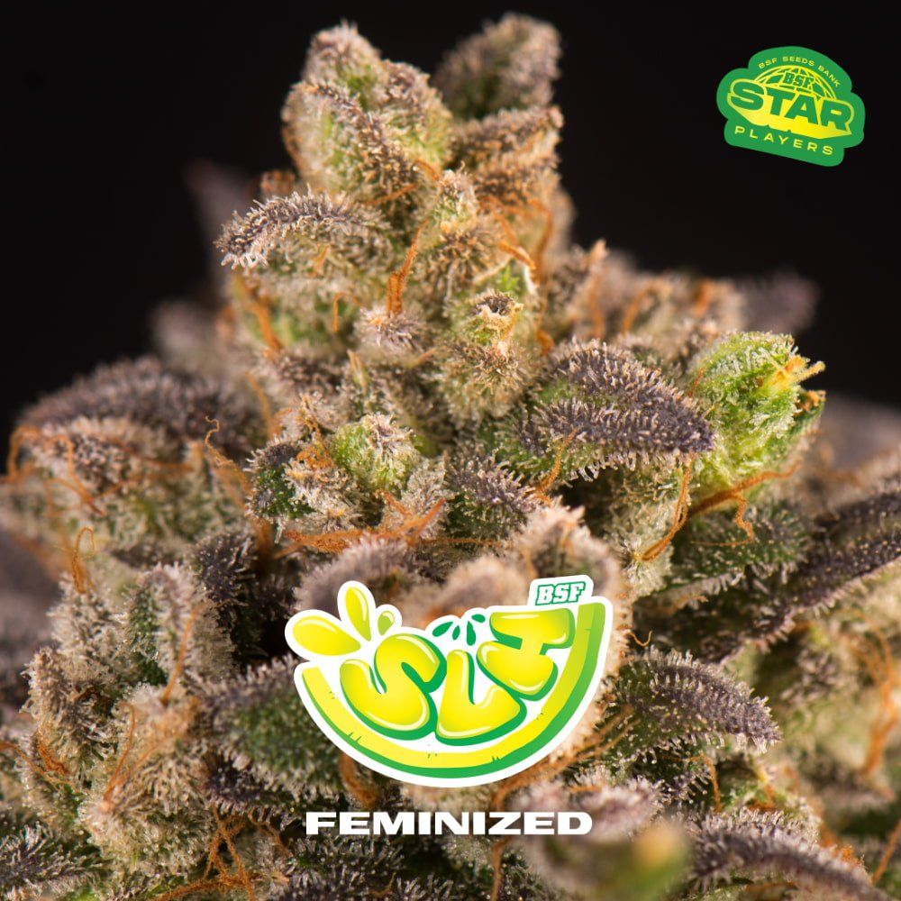 Super Lemon Haze Feminisiert - Hochpotente Cannabis Samen 2 Stk. - cannadelic