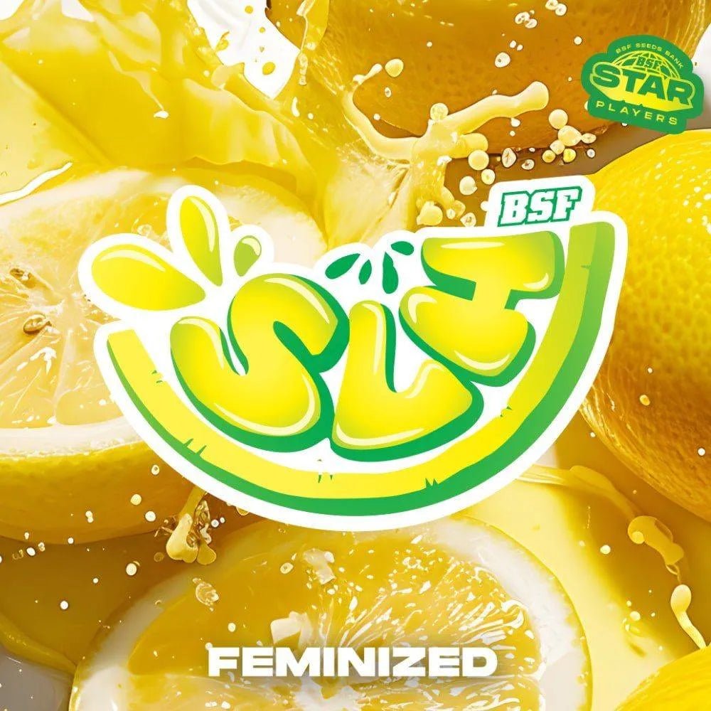 Super Lemon Haze Feminisiert - Hochpotente Cannabis Samen 2 Stk. - cannadelic