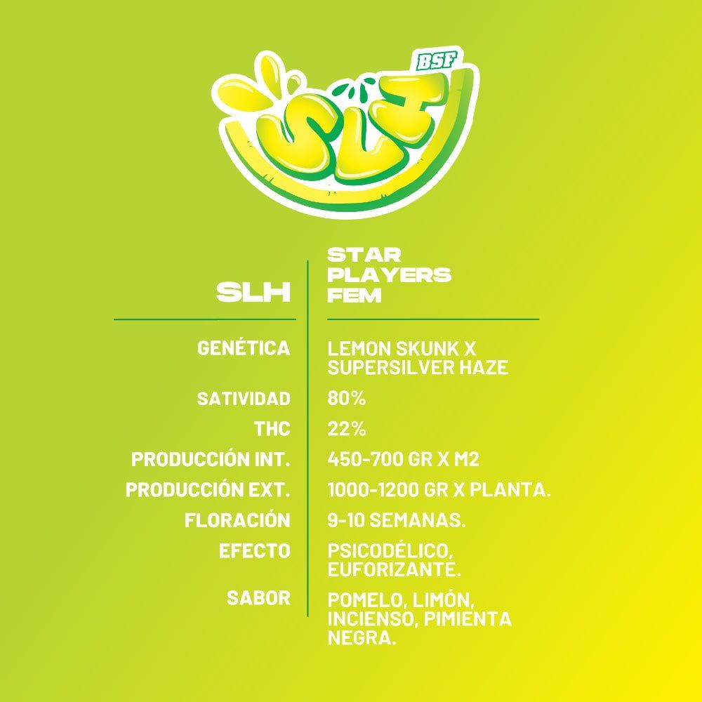 Super Lemon Haze Feminisiert - Hochpotente Cannabis Samen 2 Stk. - cannadelic