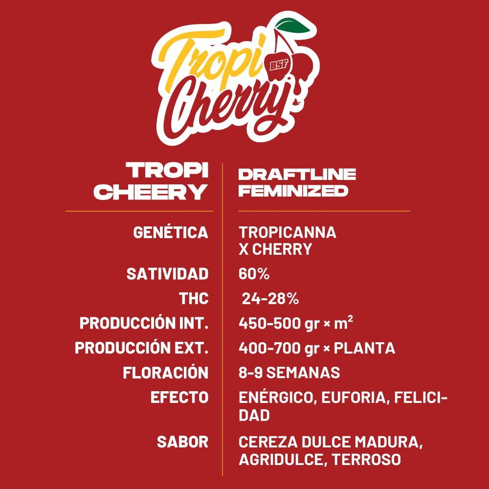 Tropi Cherry Feminisiert – Fruchtiger Sativa - Hybrid mit Kirschen - cannadelic