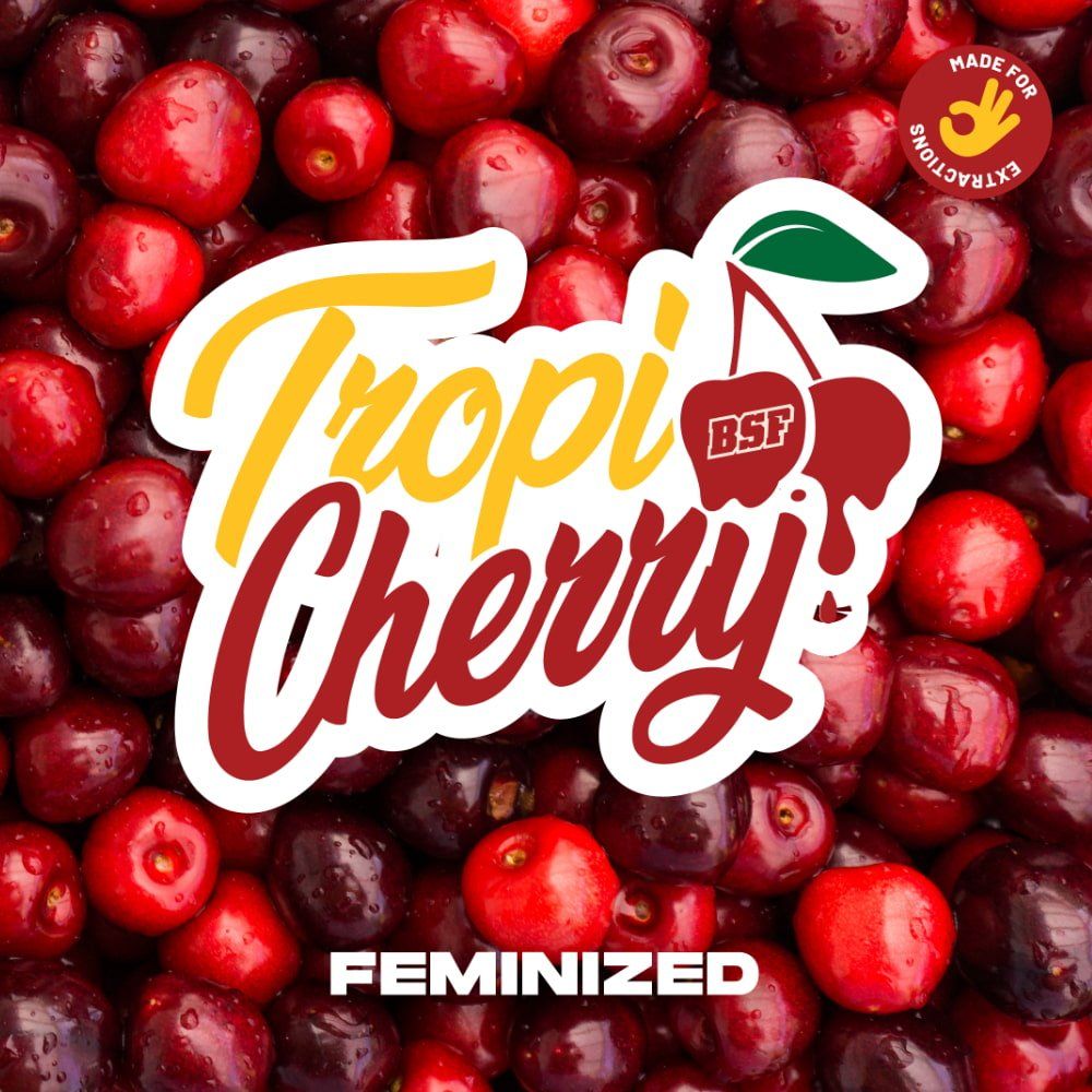 Tropi Cherry Feminisiert – Fruchtiger Sativa - Hybrid mit Kirschen - cannadelic