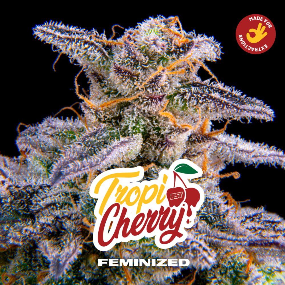 Tropi Cherry Feminisiert – Fruchtiger Sativa - Hybrid mit Kirschen - cannadelic