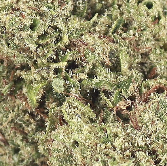 45% H2 Superior Blend Aromablüten | Lemon Cake