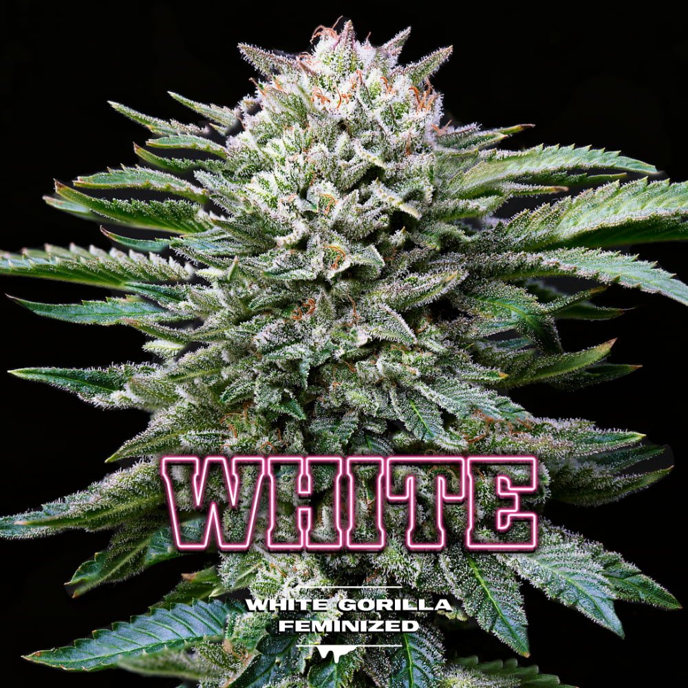 White Gorilla Feminisiert - Hochwertige Cannabis - Samen Paket - cannadelic