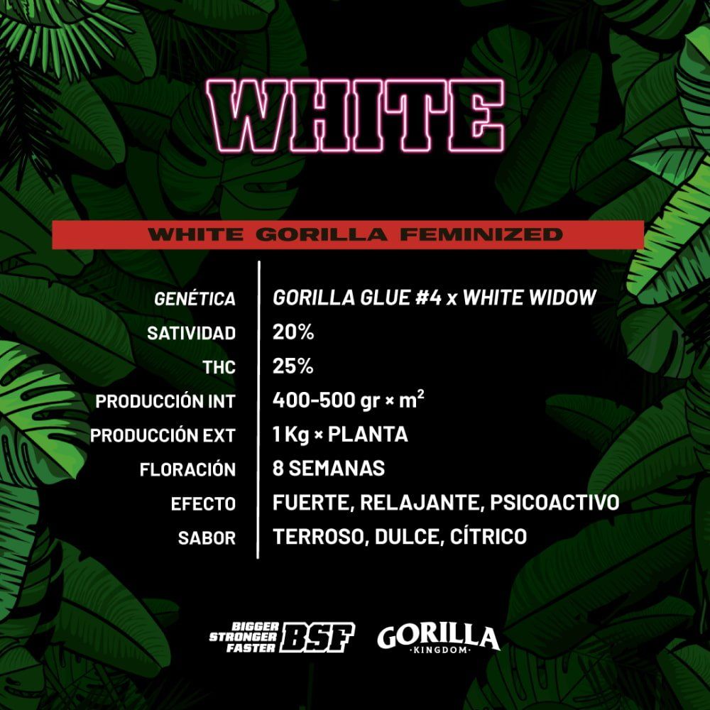 White Gorilla Feminisiert - Hochwertige Cannabis - Samen Paket - cannadelic