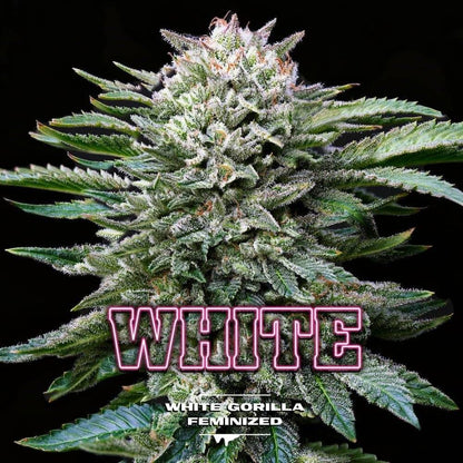 White Gorilla Feminisiert - Hochwertige Cannabis - Samen Paket - cannadelic